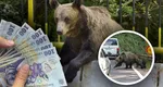 Turiștii care hrănesc urșii vor fi amendați de două ori. Autoritățile impun sancțiuni mai dure după ce animalele sălbatice au provocat pierderi omenești și pagube materiale uriașe