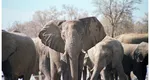 Zimbabwe ordonă sacrificarea a 200 de elefanți pentru a hrăni cetățenii înfometați din cauza secetei