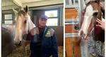 Doi frați fac naveta pentru a îngriji cai de rasă care costă zeci de mii de euro. ”S-au învățat cu noi, vorbim cu ei”