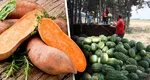 Pepenii de Dăbuleni sunt istorie. Un soi de cartof dulce din Coreea a reușit să se adapteze cu succes condițiilor din Dolj