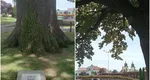 Unde se află copacul din România care are peste 600 de ani. Falnicul stejar a fost martor mut al nenumăratelor evenimente care au marcat istoria țării