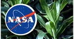 Planta recomandată de NASA pentru purificarea aerului. E ieftină, se udă la o săptămână și oferă beneficii mari pentru sănătate