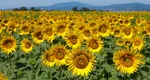 Descoperire senzațională pentru viitorul agriculturii. La Cluj-Napoca au fost crescute rădăcini de floarea-soarelui mai rezistente la secetă!