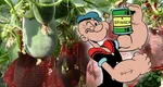 Leguma care detronează spanacul lui Popeye Marinarul. Rezistă pe timpul iernii, cântărește până la 20 de kilograme și este bogată în fibre și vitamine