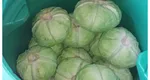 Rețetă varză murată. Câtă sare trebuie să pui ca să-ți iasă perfect