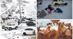 GALERIE FOTO Ninge în deșert! Nămeții au acoperit dunele de nisip din Arabia Saudită, unde temperaturile ajung de obicei și la 55 de grade