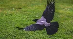 Singura pasăre din lume care urăște oamenii poate fi văzută și în România. E foarte inteligentă și răzbunătoare