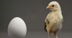 Mister dezlegat: S-a aflat ce a fost mai întâi, oul sau găina!