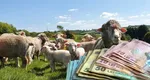 Ne întoarcem la Mioriţa, păstorită acum de oierul din Bangladesh. Salariu minim de 4.000 de lei pentru ciobani, din 2025