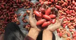Fructul care îți resuscitează inima. În România poate fi cumpărat în special iarna, în varianta uscată