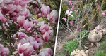 Când se plantează magnolia. Instrucțiuni pentru pregătirea solului și condițiile de mediu necesare plantării