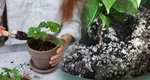 Motivul pentru care mucegaiul își face apariția în ghivecele plantelor. Cum scapi de această problemă sâcâitoare