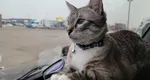 Motanul camionagiu a devenit viral pe Internet. Grayson a fost adoptat de doi soți, după a fost găsit singur într-o parcare: „Puiul meu blănos”