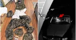 Patru bărbați costumați în urși și-au distrus mașinile de lux. Motivul halucinant pentru care au făcut asta