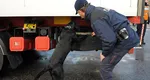 Şofer de TIR român plătit cu 8.000 de euro ca să transporte canabis în valoare de 1,5 milioane de euro. A ascuns „marfa” între 14 tone de ardei