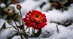 Florile pe care să le plantezi de sărbători în grădină. Înfloresc iarna și îți aduc norocul în casă