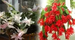 Cactusul de Crăciun, planta care trăiește peste 100 de ani. Cum trebuie îngrijită această floare specială