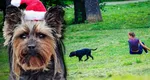 Plantele de Crăciun care pot pune viaţa câinelui tău în pericol. La ce trebuie să fii atent când decorezi casa