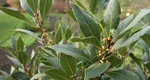 Planta aromatică ce susține digestia și ajută ficatul. Toți românii ar trebui să o consume în perioada sărbătorilor