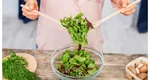 Super-alimentele pe care e bine să le consumăm iarna. Legumele cu frunze verzi care întăresc imunitatea