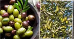 Măslinele, legume sau fructe? Puțini români știu să răspundă corect la întrebare