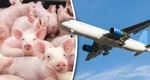 Un avion care a plecat de la Amsterdam a aterizat de urgență pentru că pasagerii nu au mai suportat mirosul celor 100 de porci din cală