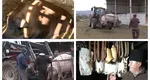„Uzina” de caltaboşi, şorici şi cârnaţi din Alba. Cum arată porcul de 500 kg, sacrificat de Crăciun 2024. Este mai mare ca Decebal (423 kg), dar departe de uriaşul Jardel (600 kg) sau tancul Marcel (723 kg)