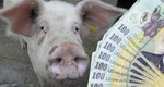 Cât costă un porc de Crăciun în 2024. Se vinde pe TikTok, Facebook sau OLX, la kg, la jumătate sau în viu! Mai este puţin şi se vând în Bitcoin!