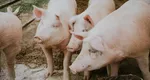 Atenție, risc major de îmbolnăvire! La ce trebuie să fim foarte atenți când mâncăm carne