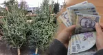 Cât costă un brad de Crăciun vândut de Romsilva în 2024. Românii au la dispoziție 18 mii de pomi din care să aleagă în sezonul sărbătorilor de iarnă