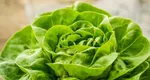 Salată verde în decembrie! Locul din România unde iarna e ca vara pentru producătorii de legume. Cât costă să avem pe masă ce se cultivă acolo