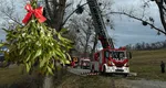 Un bărbat a rămas blocat într-un plop în care se urcase să culeagă vâsc