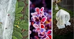 Cum readuci la viață plantele înghețate. 5 metode folosite de grădinarii profesioniști