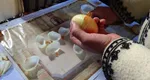 Calendarul foilor de ceapă 2025. Lunile în care vor fi ploi și lunile în care se anunță secetă
