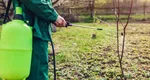 Copacul pe care să îl plantezi în grădină până la final de februarie. Îţi aduce noroc şi bogăție în casă