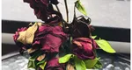 Rețeta secretă prin care puteți „învia” orice floare. Trebuie să folosiți doar o jumătate de linguriță