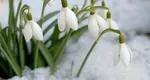 Ghioceii şi-au pierdut statutul de „vestitori ai primăverii”. Au înflorit la mijlocul iernii. Inginer agronom: „O specie ameninţată de schimbările climatice. Nu va mai fi un reper, nu vom mai şti dacă anunţă venirea îngheţului sau a primăverii”