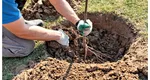 Pomii fructiferi pe care nu e bine să-i ai în grădină. Poți avea mari probleme din cauza lor