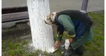 Când și cu ce soluție trebuie să văruiești pomii. Sfaturi importante de la grădinarii cu experiență 