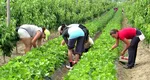 Se schimbă legea pentru românii care lucrează în străinătate. Ce drepturi au românii angajaţi în alte ţări