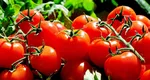 Cele mai scumpe roșii din lume sunt în România. Incredibil cât costă un kilogram direct de la producător: ”Gustul e inconfundabil”