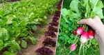 „Trufandalele” de primăvară care se plantează în luna februarie. Secretele legumicultorilor pentru cele mai gustoase legume