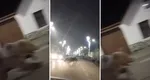 VIDEO Un urs hălăduieşte nestingherit pe străzile unui oraş din România. Cum explică specialiştii faptul că, în plină iarnă, animalul nu se află în hibernare