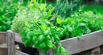 Sfaturi pentru noul sezon de grădinărit. Ce semințe poți planta la început de an