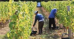 Cât câștigă un român la vie în Spania. În România, aceeași activitate este remunerată cu o sumă de 10 ori mai mică: „Ce bine am nimerit. Dumnezeu dă la omul cu inimă bună”