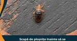 Scapă de ploşniţe înainte să se răspândească: sfaturi şi soluţii profesionale