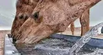Animalul care bea apă sărată, mănâncă spini și are câte două pleoape pe fiecare ochi. Știi care e?