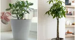 Cum se îngrijește corect Arborele Banilor. Este bine să îl ai în apartament, pentru prosperitate financiară