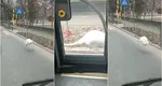 VIDEO Apariție inedită în Capitală: un cangur alb străbate străzile din Rahova spre deliciul trecătorilor. Cui aparține mamiferul