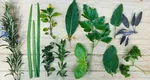 Condimentul plin de vitamine pe care orice gospodină ar trebui să-l aibă în casă. Reglează tensiunea arterială și previne anemia